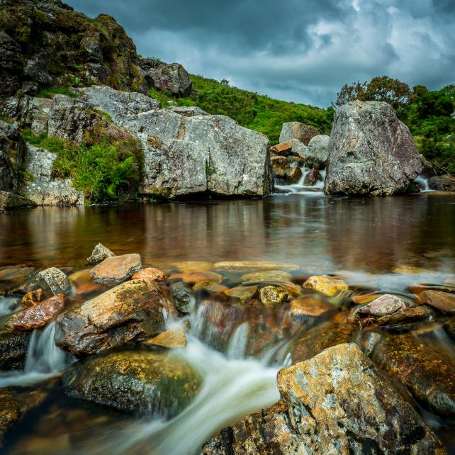 wicklow woods